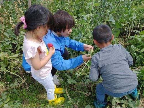 家庭菜園で子どもたちと季節野菜を収穫