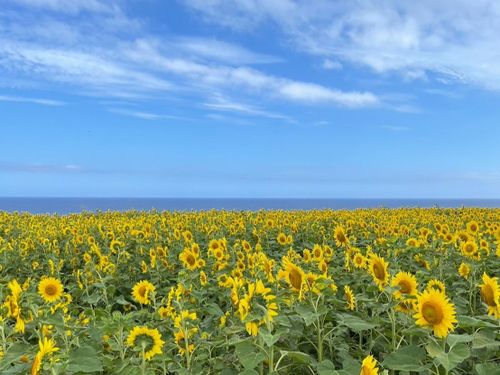 初夏のひまわり畑。空と海の青さから黄色がよく映える素敵な風景。