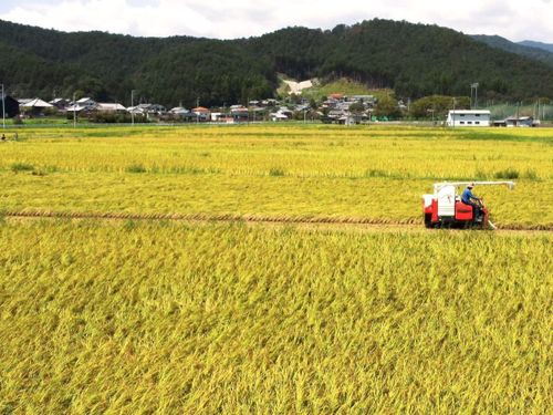 紀北町赤羽の田園風景（秋）