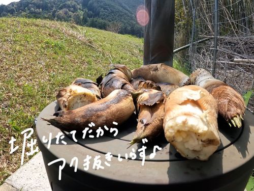 新鮮なタケノコはめっちゃ美味しい！