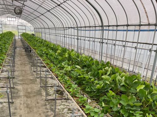 農業大学へ通いながら師匠である市川農場さんのもとで研修を受け技術を学びました。 