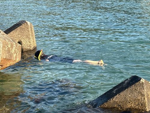 海に入ったらいろんな魚を発見！