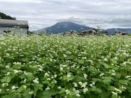 ９月　伊吹山を背景にそばの花が咲く