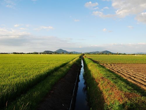一面に広がる田園地帯