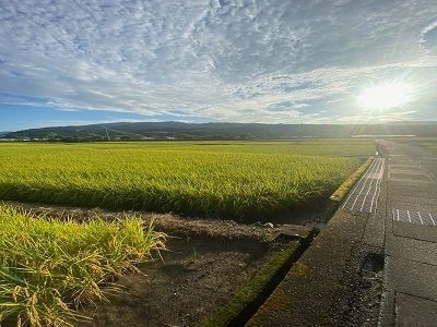 そろそろ稲刈りが始まります🌾