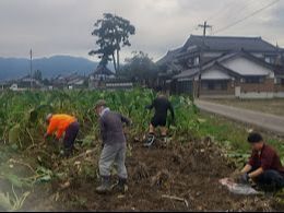 里芋栽培の掘り取り作業