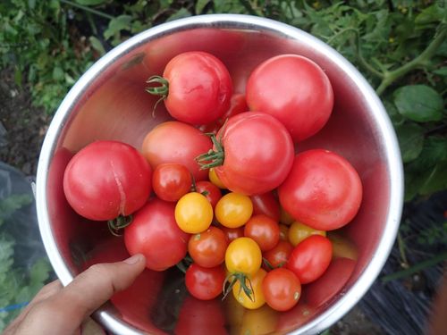 標高が高い伊那谷では、1日の気温差が大きく、あまい野菜が育ちます🍅