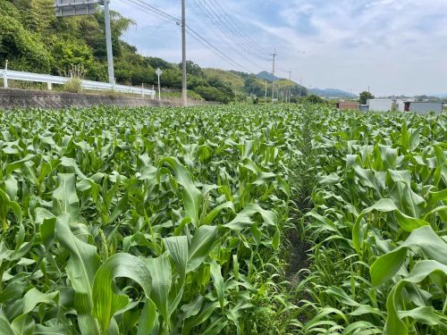 休耕田を耕作して、体験農園となったとうもろこし畑