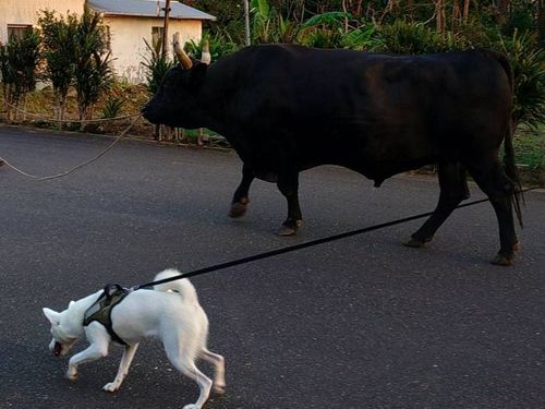 犬の散歩をしていると牛の散歩に遭遇🐕🐃