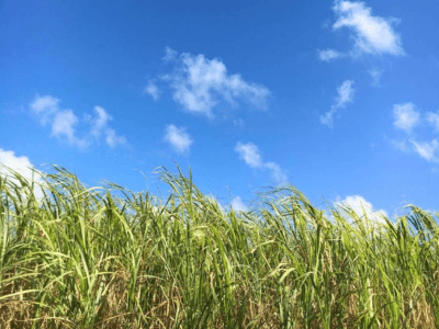 【課題解決】波照間島のサトウキビ畑