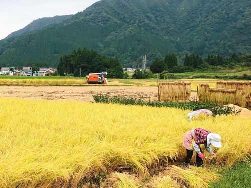 新潟県湯沢町にて稲刈り体験あり！