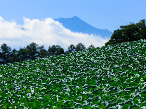基幹産業は農業！特にキャベツは日本有数の生産地です！