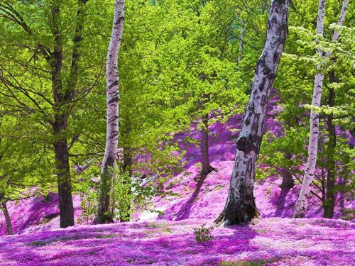 毎年この絶景を楽しみに多くの方が訪れます
