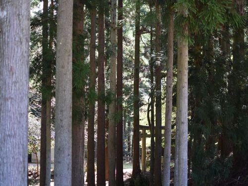 かつてのごぼう畑だった所に、昭和半ばに植えられた杉と集落の神社