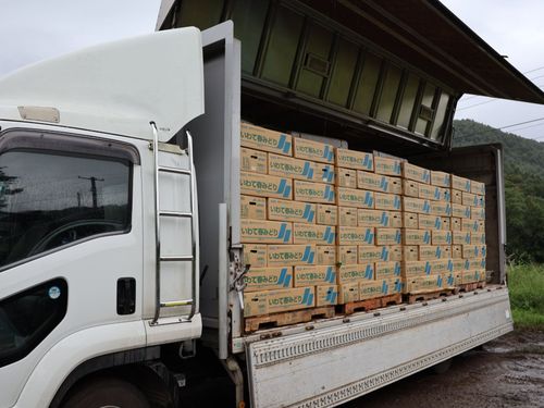 箱詰めされたキャベツが出荷される様子
