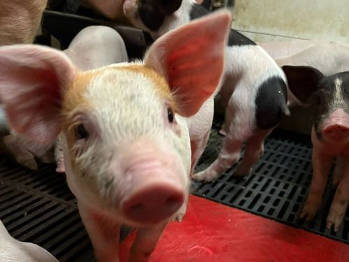 「豚がかわいい」が、入社の決め手だった。