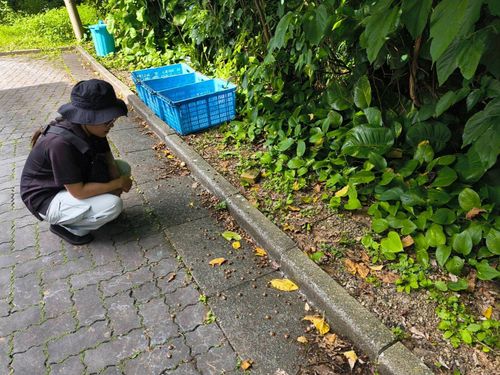 道路に落ちている外来カタツムリを探す