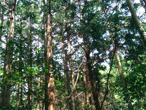 緑がまぶしいヒノキ林