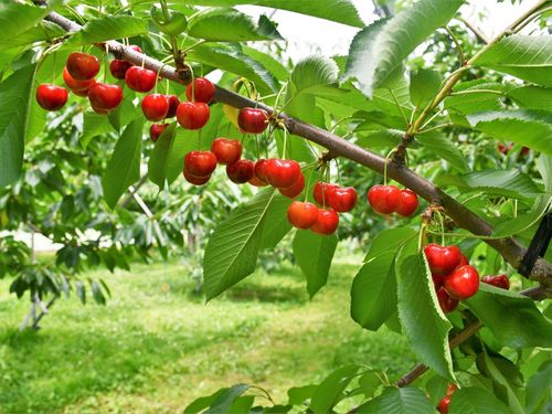 6月〜7月にはさくらんぼの収穫が行われる（写真：紅秀峰）