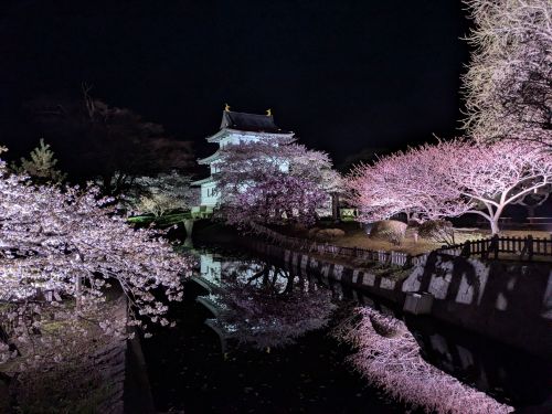 北海道唯一の日本式城郭である松前城と桜