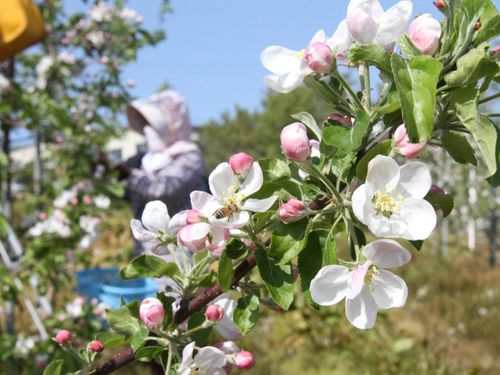 5月ごろに咲くりんごの花。可憐な白い花を、この時期は市内のあちこちで見かけます。
