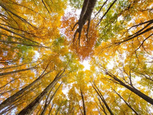 見上げると...2021年10月30日の女甑山山腹にて