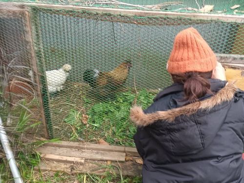 お休みの日は烏骨鶏のお世話や、庭づくりに癒されてます♪