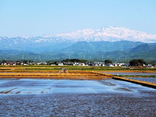 片山津温泉に隣接する田んぼ。米と魚と空気の美味しい地域では、何気ない食卓が食育。