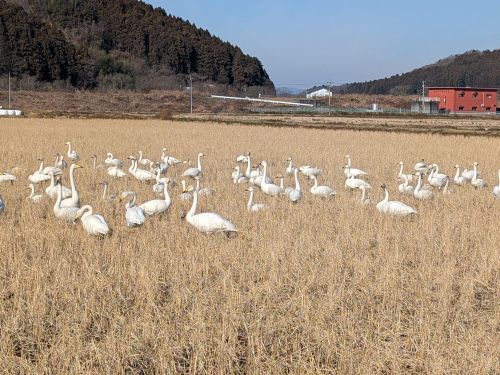 もうすぐ、田んぼに白鳥がやってくる
