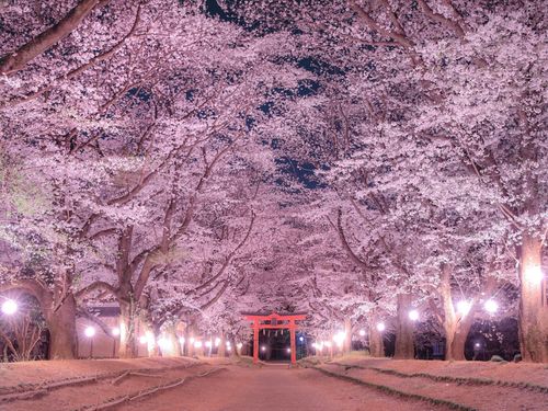 桜の参道(八千代市)：桜の名所の１つです！