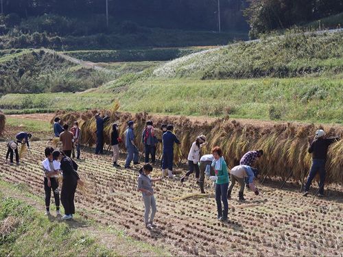 収穫もみんなで助け合い、手で刈り、稲ワラで縛り、天日干しに。結の精神を伝えている