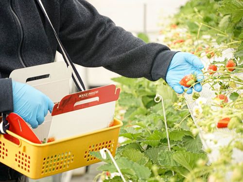 いちごの収穫をする様子（株式会社ケイオーホテル企画）