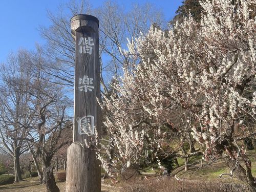 日本三大庭園偕楽園の梅の花(勤務地水戸市のプロジェクトあり)