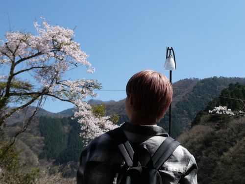 桜が彩る丹波山村の春