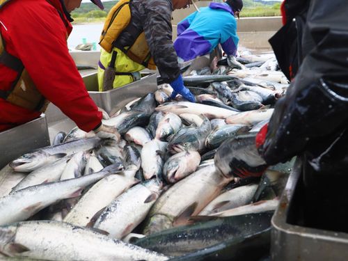 毎年秋に水揚げされる名産の「秋鮭」