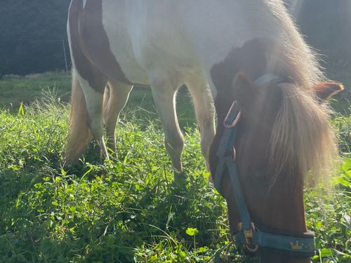 広い土地があれば、ポニーやヤギ、ヒツジ、ニワトリなど家畜も飼える！