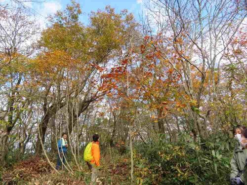 移植したブナ（鉢伏山の頂上エリア）