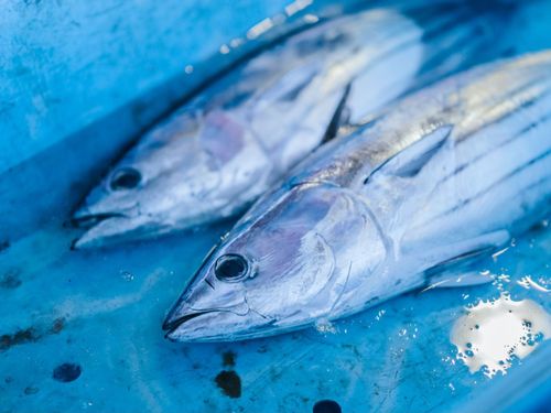 勝浦漁港で水揚げされる春夏の風物詩「カツオ」