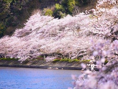 海津大崎の桜