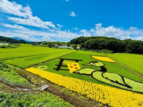 田んぼアートも盛んな地域です！
