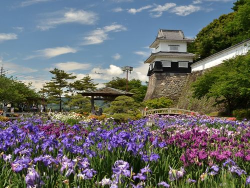 九州最大規模の花菖蒲園がある大村公園