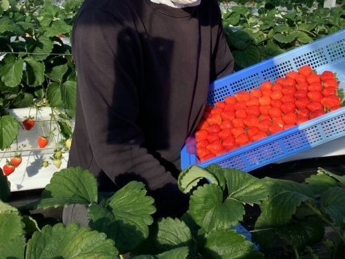 甘い香りに包まれたハウス！丁寧な栽培管理と収穫から出荷までの流れに触れる