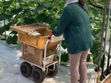 みずみずしいキュウリが実るハウス内。プロ農家の日常作業と栽培管理をじっくり見学！