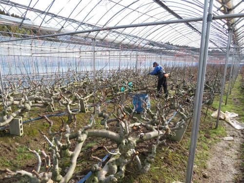 能登・宝達志水町ではイチジクの剪定
