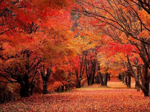 町の観光スポット「もみじ湖」の紅葉