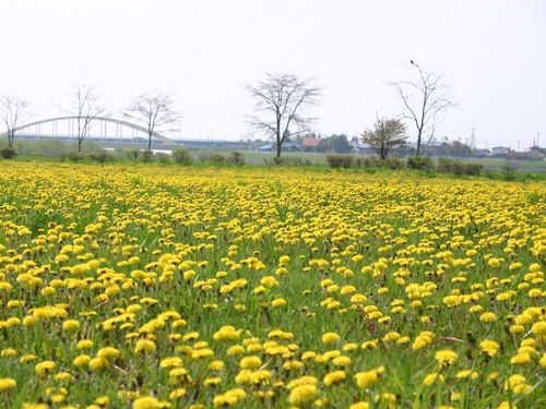 川敷にある約6万平方ｍの公園では、5月上旬～下旬にかけてタンポポが咲き誇ります