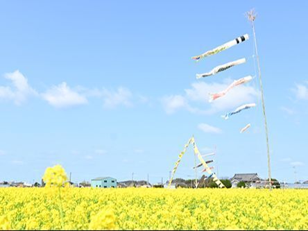 古賀市筵内(むしろうち)の菜の花畑