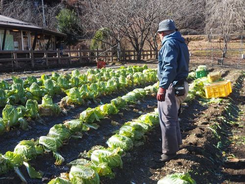 物産館横の畑