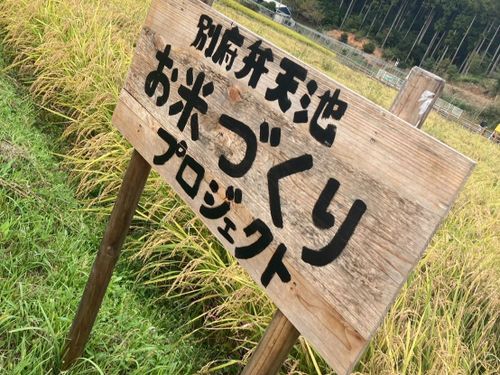 たわわに実った稲穂