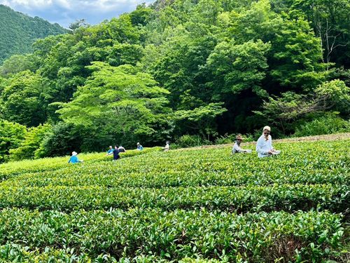 ㈱仙霊　茶園にて茶摘み体験🍃